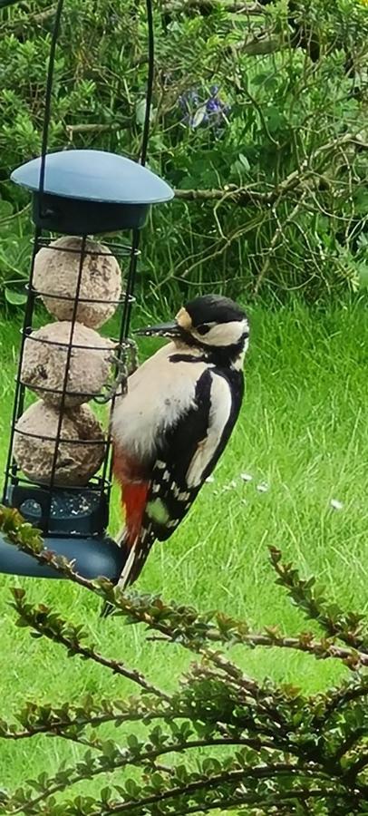Woodpeckers Cottage Scarborough Kültér fotó